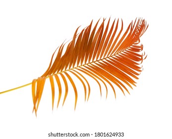 Yellow palm leaves (Dypsis lutescens) or Golden cane palm, Areca palm leaves, Tropical foliage isolated on white background with clipping path                       