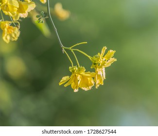 Yellow Palo Verde Blossoms Against Green Bokeh