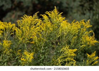 Yellow panicles of goldenrod flowers in a field on a sunny day