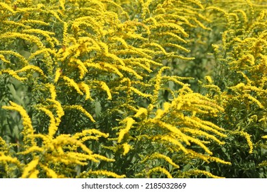 Yellow panicles of goldenrod flowers in a field on a sunny day