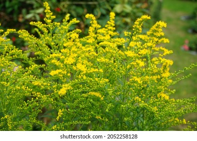 Yellow panicles of Solidago flowers in August. Solidago canadensis, known as Canada goldenrod or Canadian goldenrod, is an herbaceous perennial plant of the family Asteraceae. Berlin, Germany