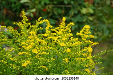 Yellow panicles of Solidago flowers in August. Solidago canadensis, known as Canada goldenrod or Canadian goldenrod, is an herbaceous perennial plant of the family Asteraceae. Berlin, Germany