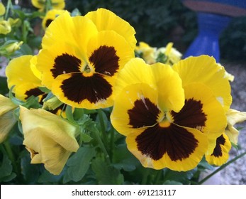 Yellow Pansies