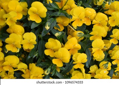 Yellow Pansies In Flower Bed