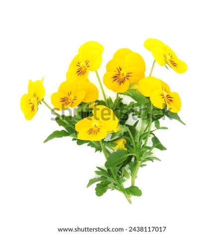 Yellow pansy viola flowers on white background. Healthy food and garnish decoration  High in vitamin A and C Symbol of hope and happiness. Viola pedunculata, California golden violet.