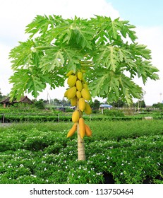 Yellow Papaya On Plant