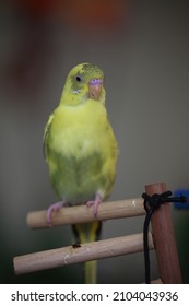 The Yellow Parakeet Glanced At The Photo Camera.