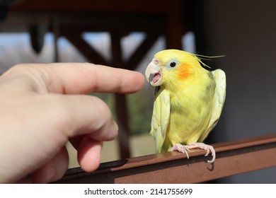 The yellow parrot is angry at a finger. Yellow-gray cockatiel sitting on a railing.Yellow bird. Focused on the eye.