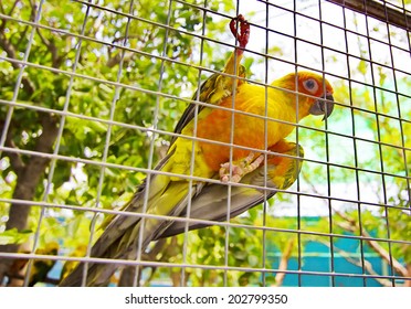 The Yellow Parrot In A Steel Cage