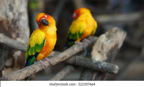 A Yellow Parrot Tilt Head Wonderingly.