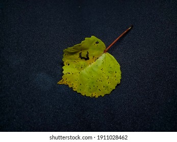 yellow, partly hollow heart shaped leaf on black background.