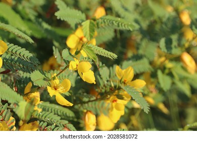 Yellow Partridge Pea Flowers Up Close