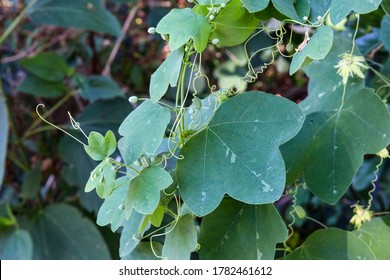 Three Lobed Leaves High Res Stock Images Shutterstock