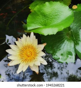 ハスの花 の写真素材 画像 写真 Shutterstock
