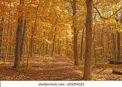 Yellow Path Through the Fall Forest in the Morton Arboretum in Lisle, Illinois