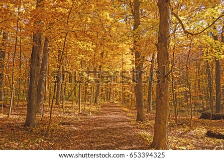 Yellow Path Through the Fall Forest in the Morton Arboretum in Lisle, Illinois