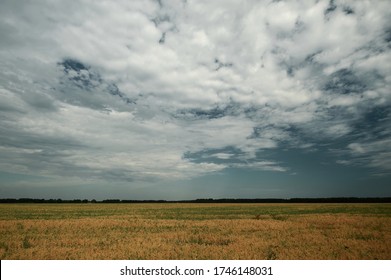 Yellow Pea Field Against A Blue Sky With Clouds