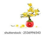 Yellow Peach Apricot blossom flower on red pot traditional vietnamese Tet New year on a white. Hoa Mai Tree flower branch bonsai for wishing lucky on lunar Chinese new year