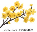 Yellow Peach Apricot blossom flower isolated on white background