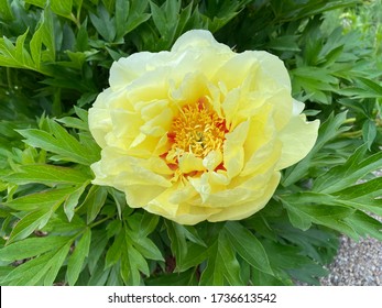 Yellow Peonies Images Stock Photos Vectors Shutterstock