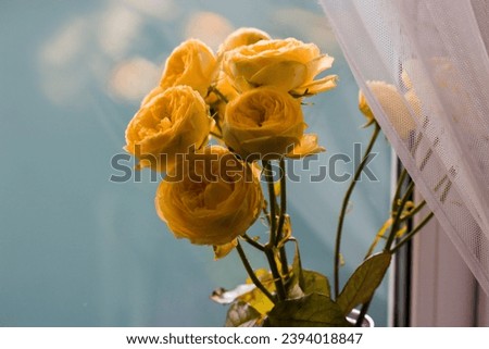 Yellow peony-shaped yellow rose. Beautiful Austin roses bouquet. Amazing flowers with delicate petals in florist's store. Floral greeting card for birthday. Flowers in vase on window sill indoors.