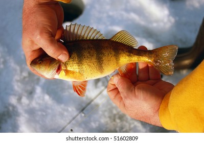 yellow perch caught on an ice fishing lake