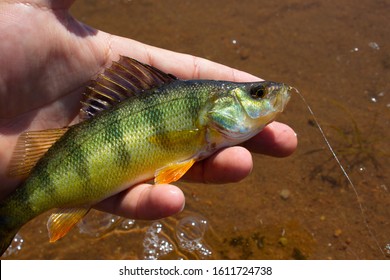 yellow perch caught while fishing