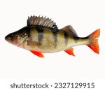 Yellow perch fish on a white background Bass 4K High Quality