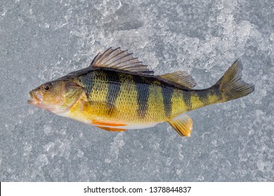 Yellow Perch On Ice