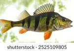 yellow perch - Perca flavescens - or striped, American perch or preacher is a freshwater perciform fish native to much of North America. Isolated in fish tank aquarium, side view