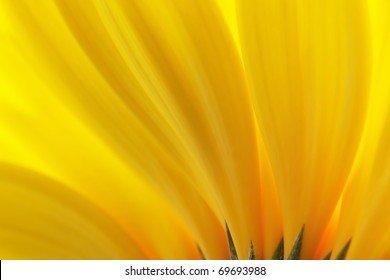 Yellow petals. Background.