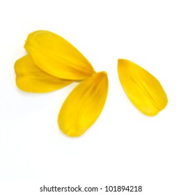 Yellow Petals Of The Tulip On White Background