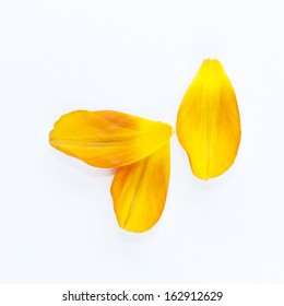 Yellow Petals Of The Tulip On The White Background