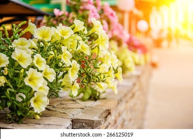 Yellow Petunia Flowers In Summer Garden.