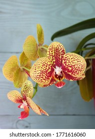 Yellow phalaenopsis orchid with burgundy spots, variety "Charmer".