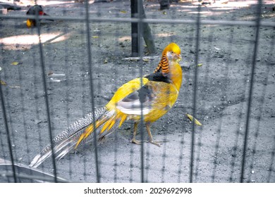 Yellow Pheasant Behind Bars At The Zoo