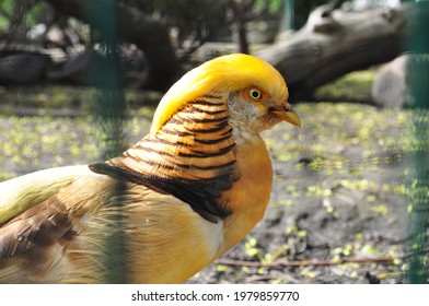 Yellow Pheasant Bird Bright With Feathers Close-up