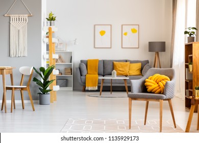 Yellow pillow on grey armchair in spacious flat interior with posters above sofa with blanket. Real photo - Shutterstock ID 1135929173