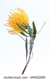 yellow pincushion protea closeup, on white background - Shutterstock ID 349502090