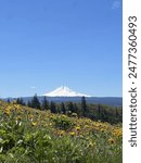 Yellow and pink flowers with Mt. Hood in the background on a sunny day 