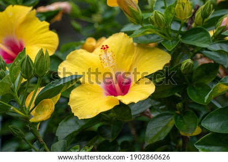 Yellow and pink hibiscus flower surrounded by green leaves