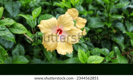 Yellow and pink hibiscus flower surrounded by green leavesHibiscus Rosa Sinensis Blooming . yellow flowers in the garden,Shoe flower, china rose yellow color.Yellow hibiscus , close up image