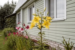 Yellow And Pink Lilies, Garden Decoration.