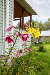 Yellow And Pink Lilies, Garden Decoration. Vertical Shot