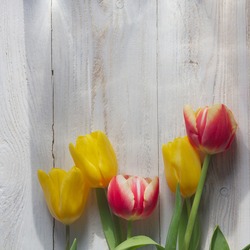 Yellow, Pink, Red And Orange Tulips On A White Wooden Background.
