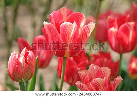 Yellow, pink and red variegated Rembrandt tulip ‘Rubella’ in flower.