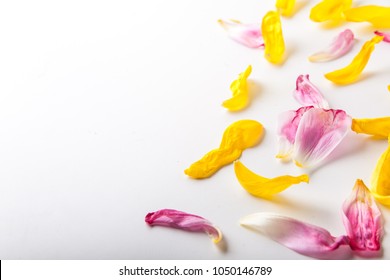 Yellow And Pink Tulip Petals Isolated On The White Background.