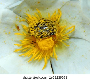   yellow pistils of rockrose with isect        