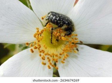           yellow pistils of rockrose with isect