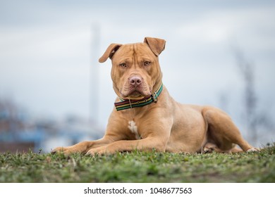 Yellow Pit Bull terrier dog lying on the grass